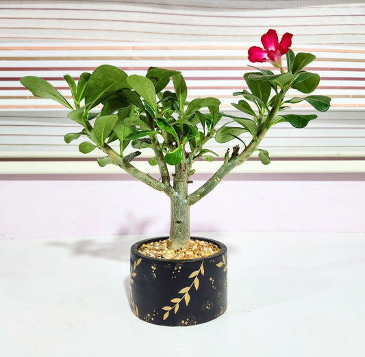 Bonsaï adenium (rose du desert)