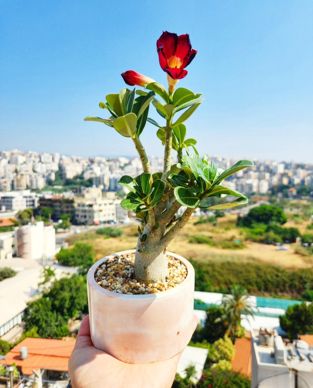 Bonsaï adenium (rose du desert)