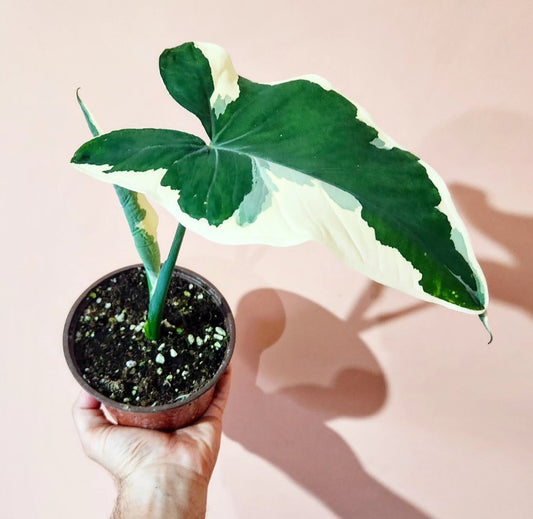 Alocasia xanthosoma