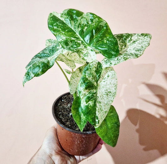 Alocasia odora