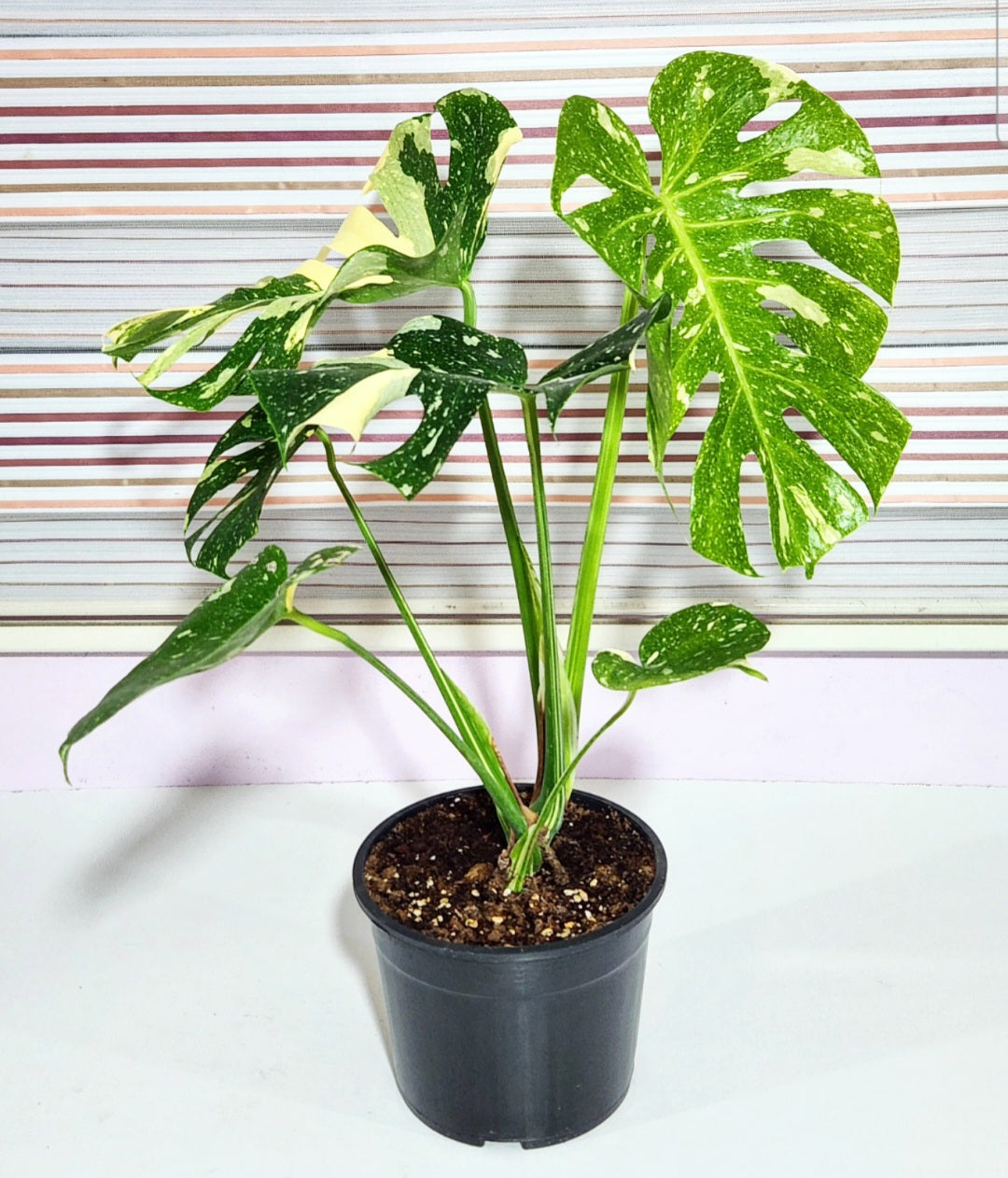 Monstera variegata thai constellation