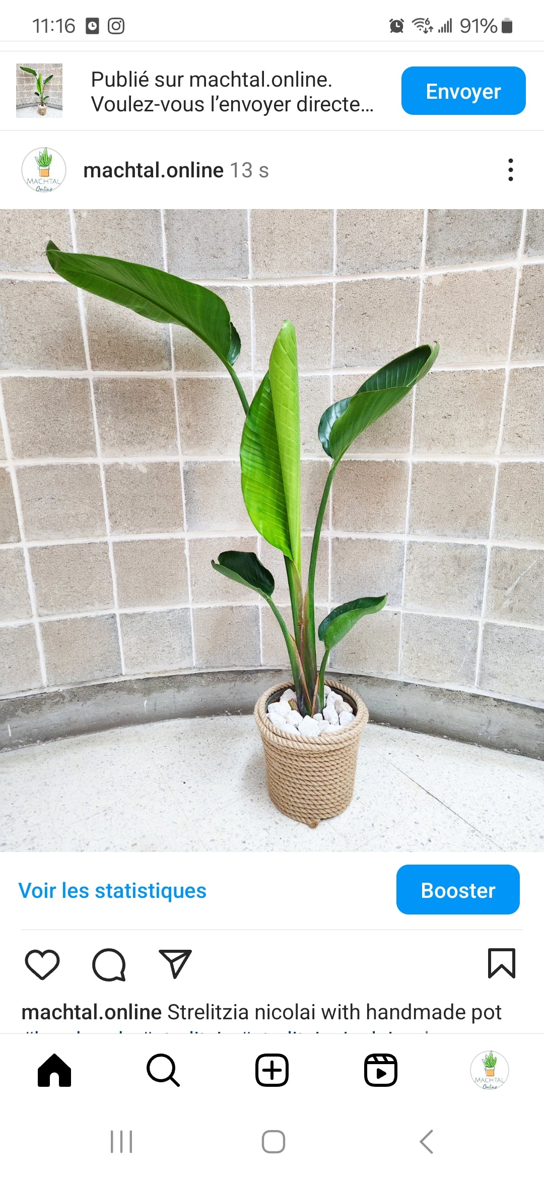 Strelitzia nicalai