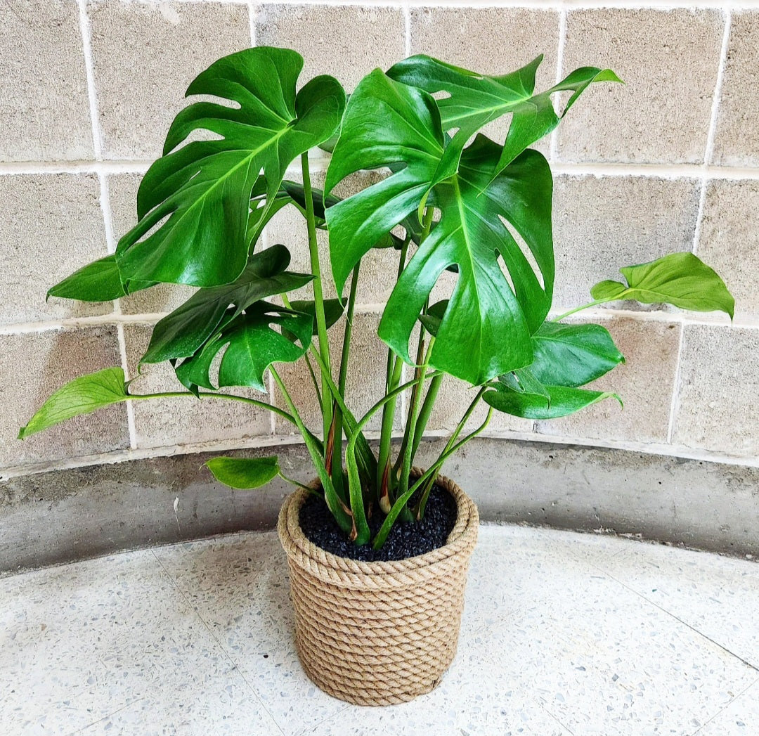 Monstera deliciosa