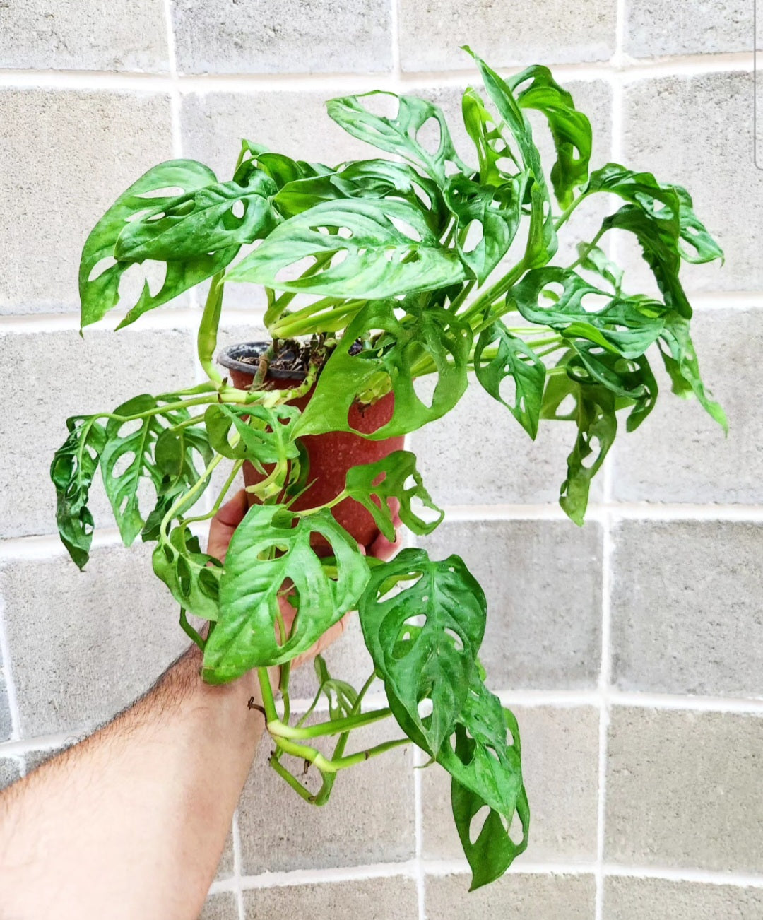 Monstera adansonii monkey mask (swiss cheese)