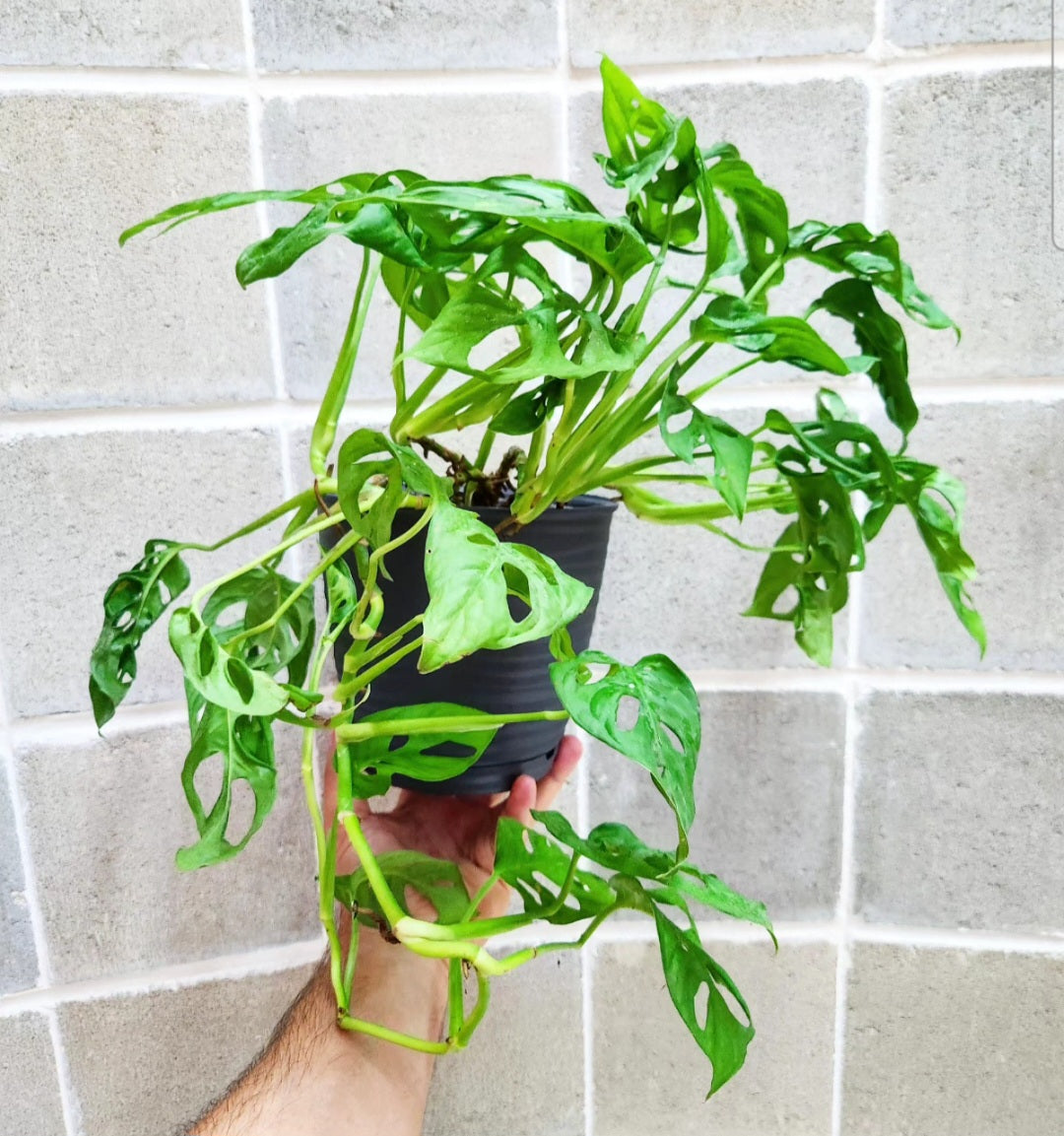 Monstera adansonii monkey mask (swiss cheese)