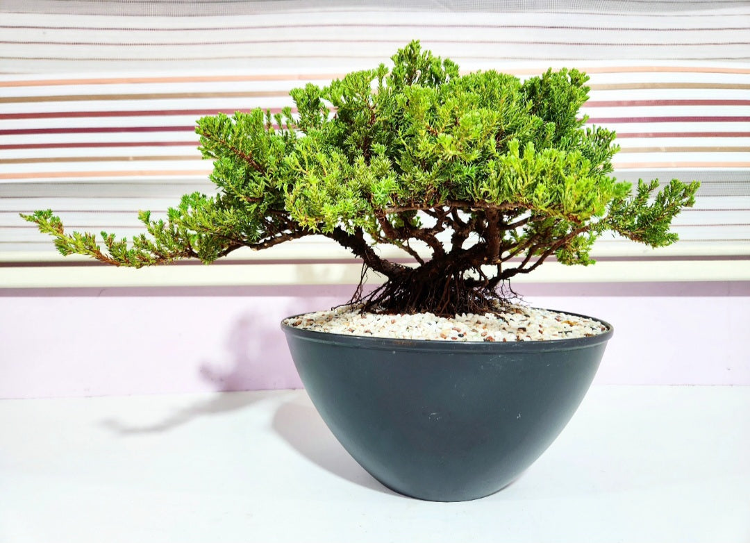 Bonsaï Genevrier (juniper)