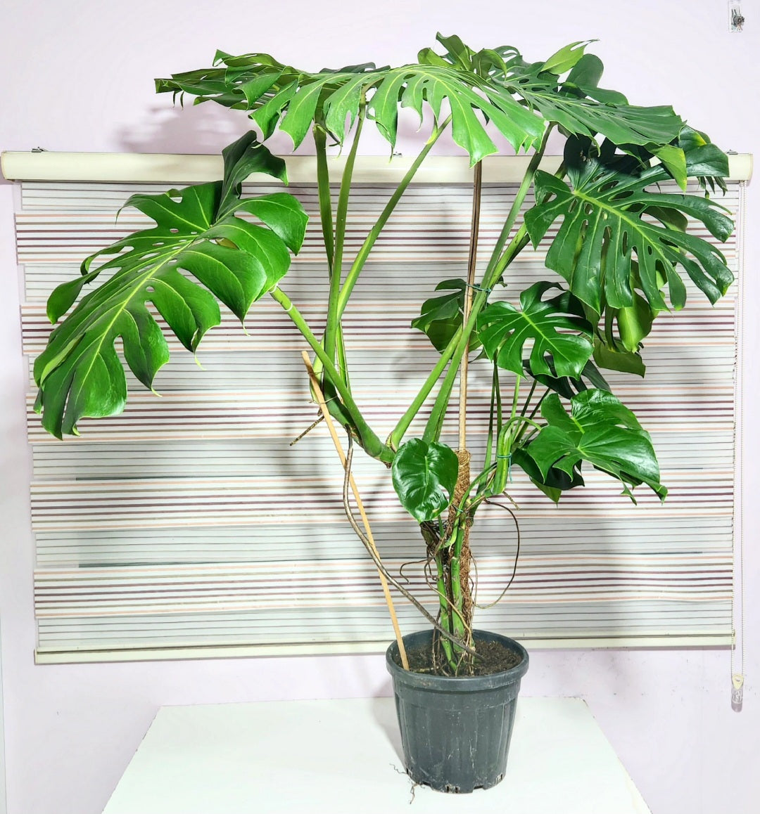 Monstera deliciosa