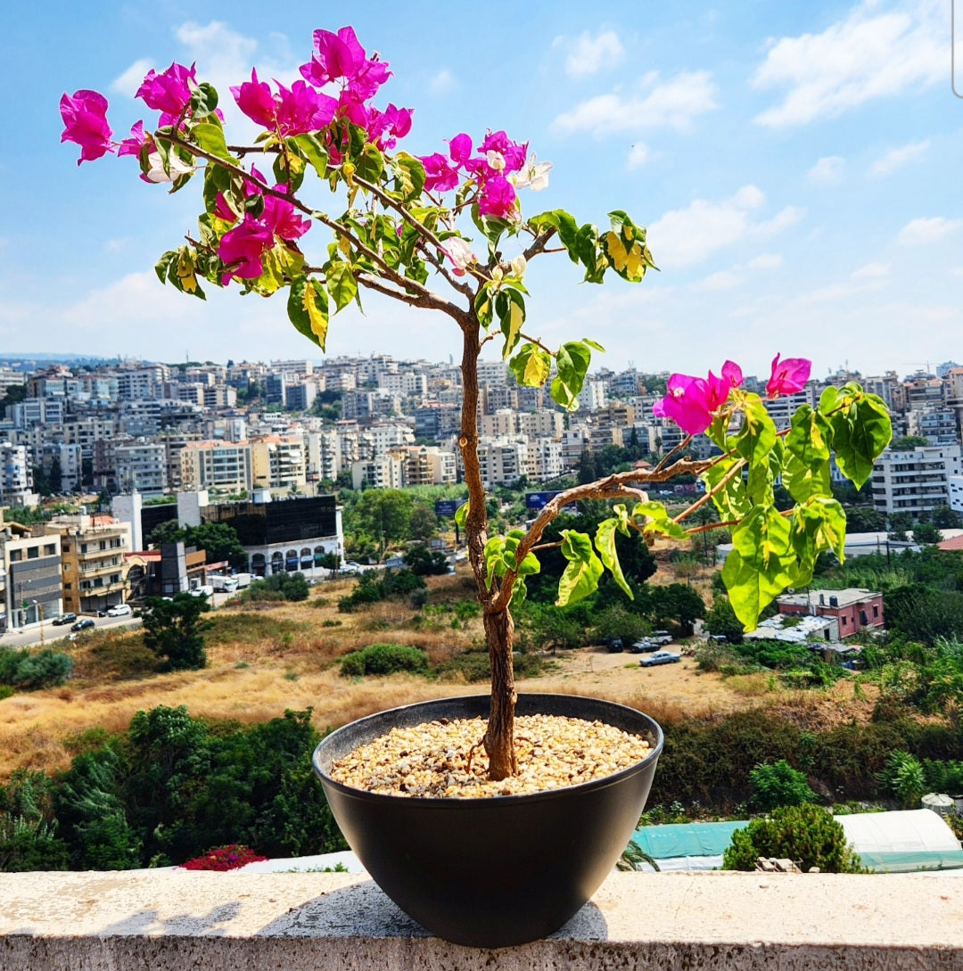 Bonsaï Bougainvillea