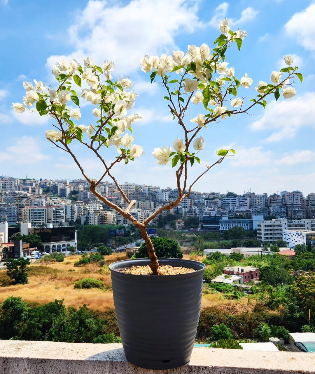 Bonsaï Bougainvillea
