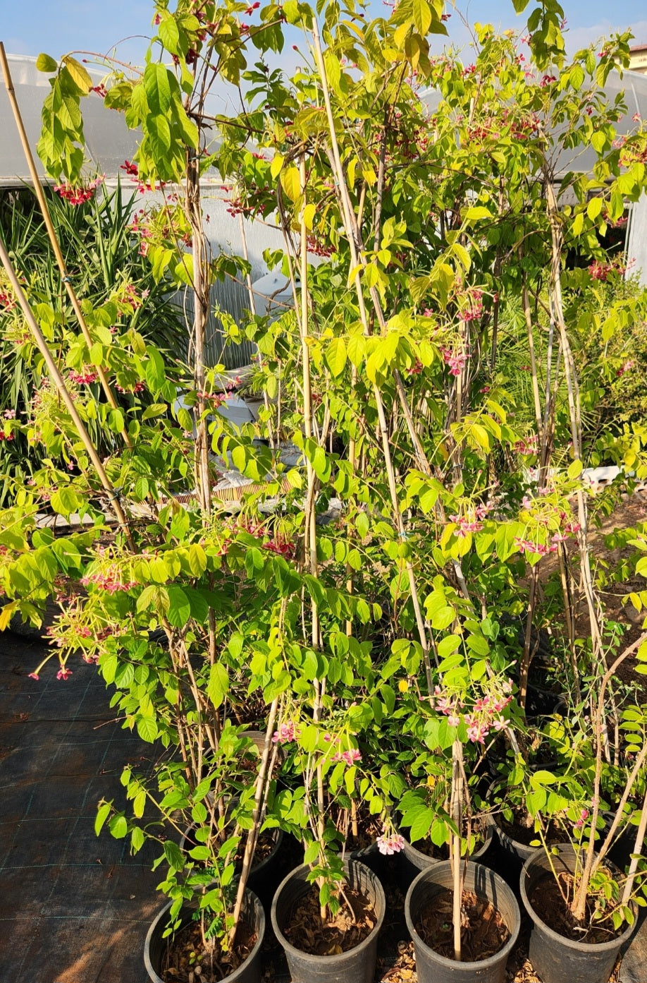 Quisqualis indica
