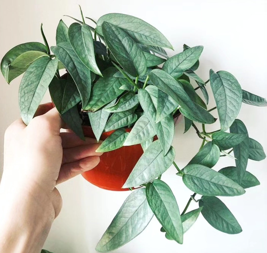 Epipremnum pinnatum