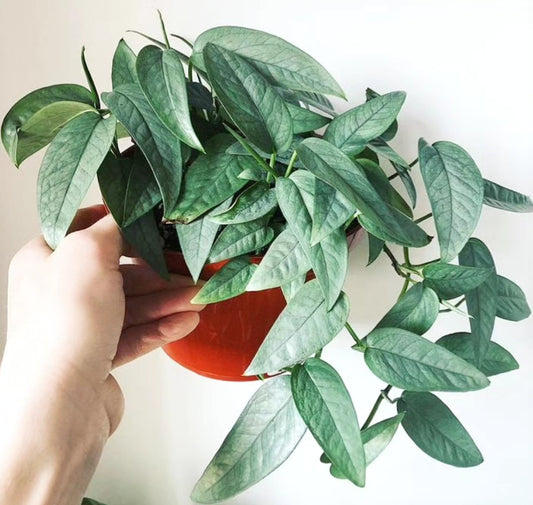 Epipremnum pinnatum