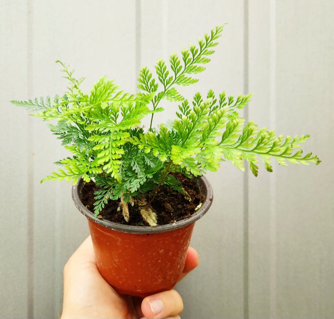 Davallia (fougère patte de lapin)''fern''