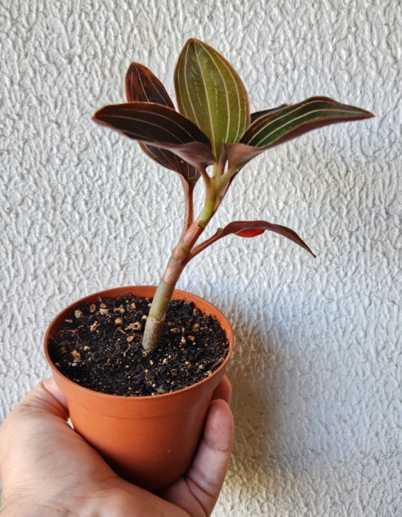 Ludisia discolor (jewel orchid-orchidée bijou)