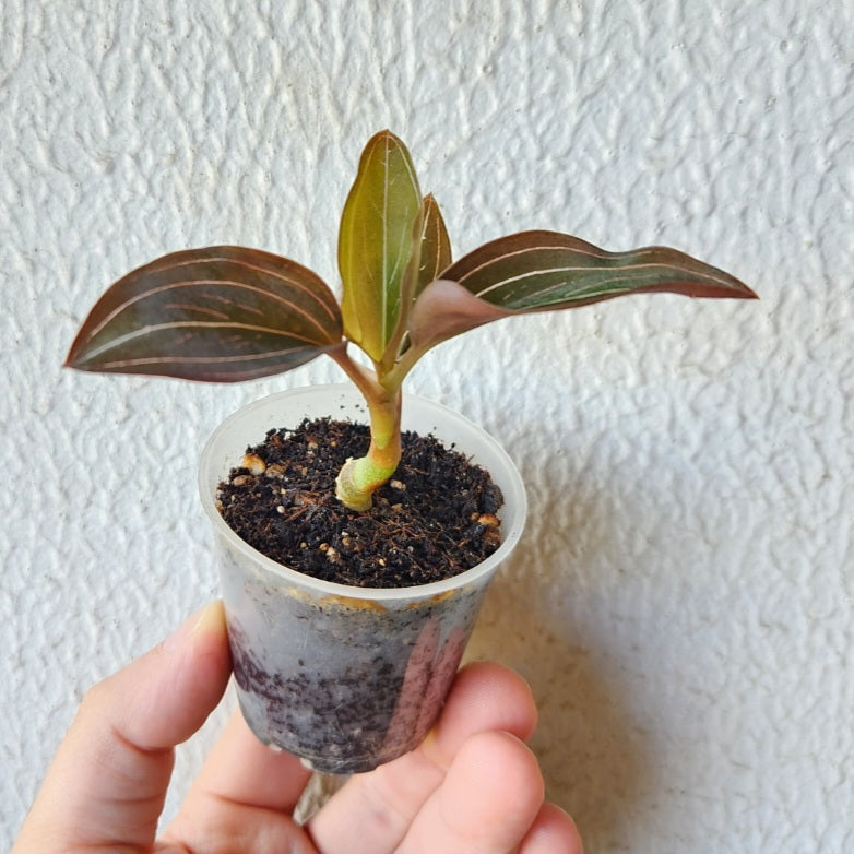 Ludisia discolor (jewel orchid-orchidée bijou)