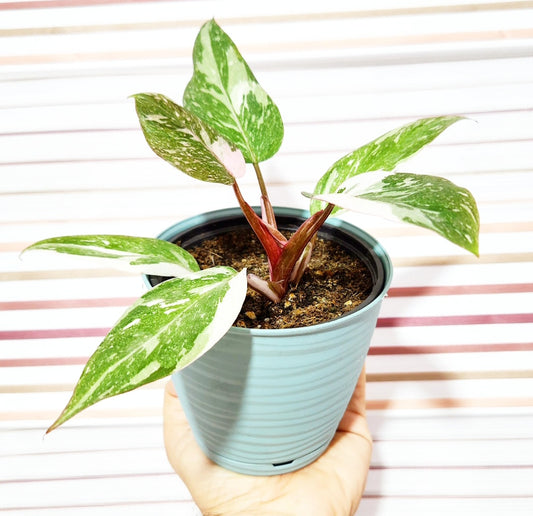 Philodendron pink marble