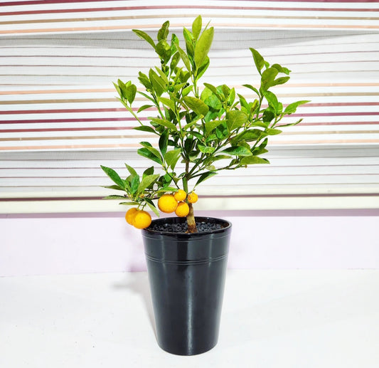 Bonsaï orange (citrus sinensis)