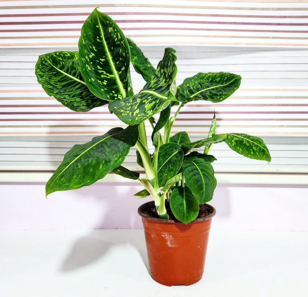 Dieffenbachia