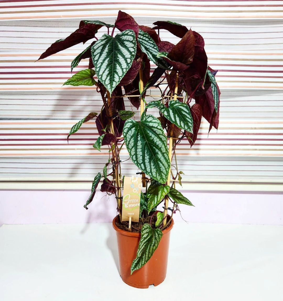 Cissus