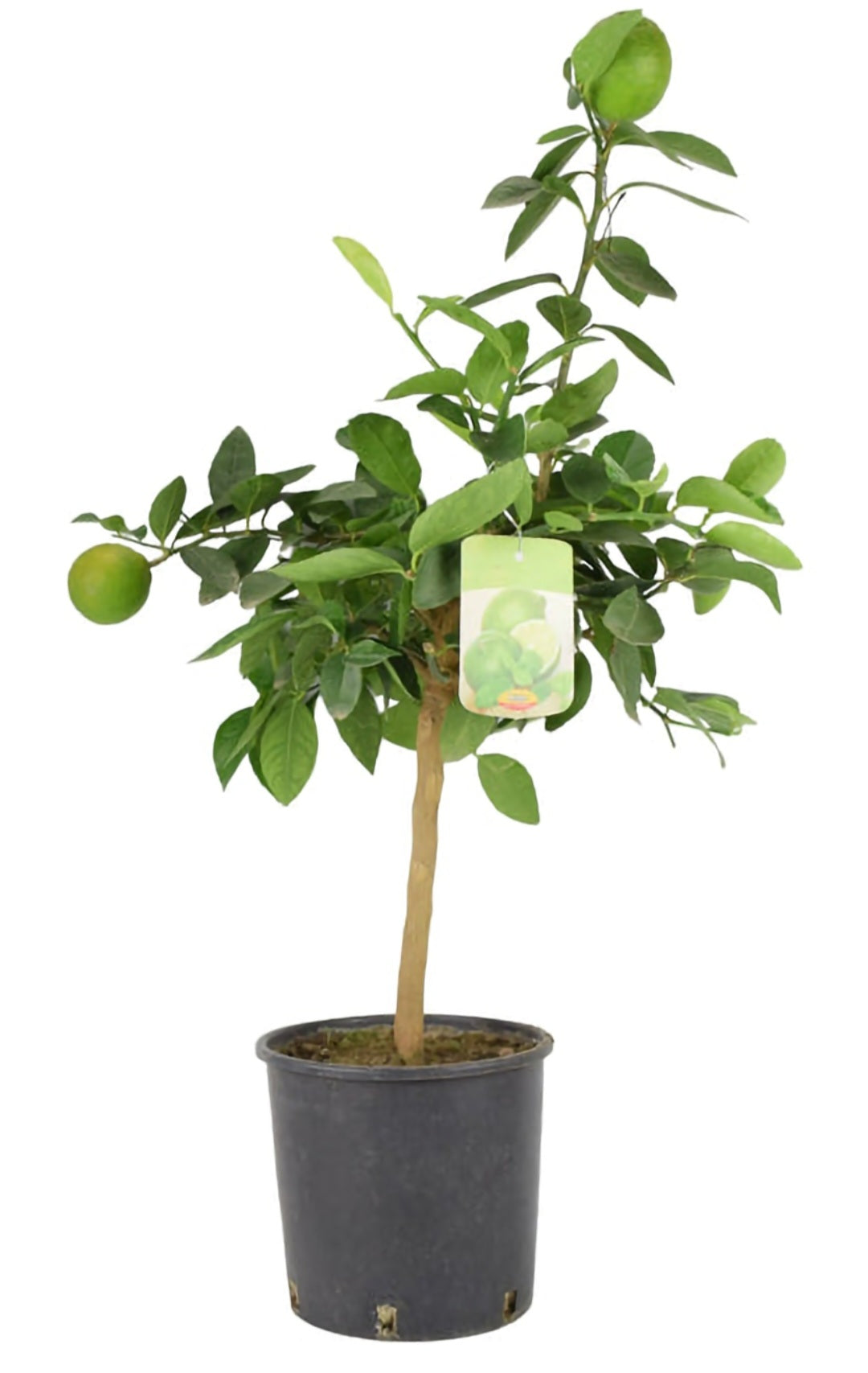 Lime
