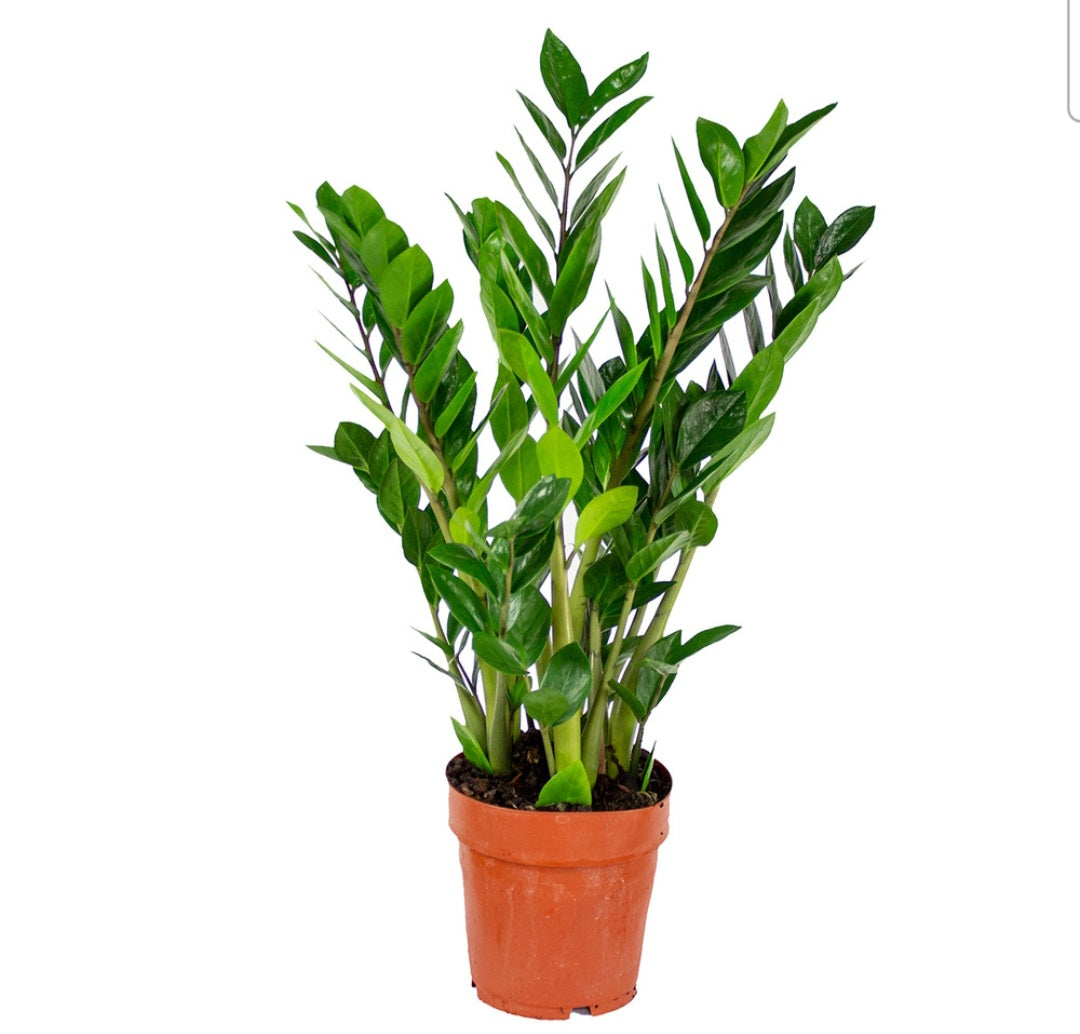 Zamioculcas zanzibar (zzplant)