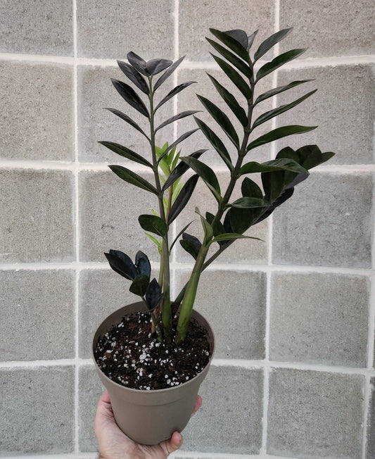 Zamioculcas zamiifolia black raven