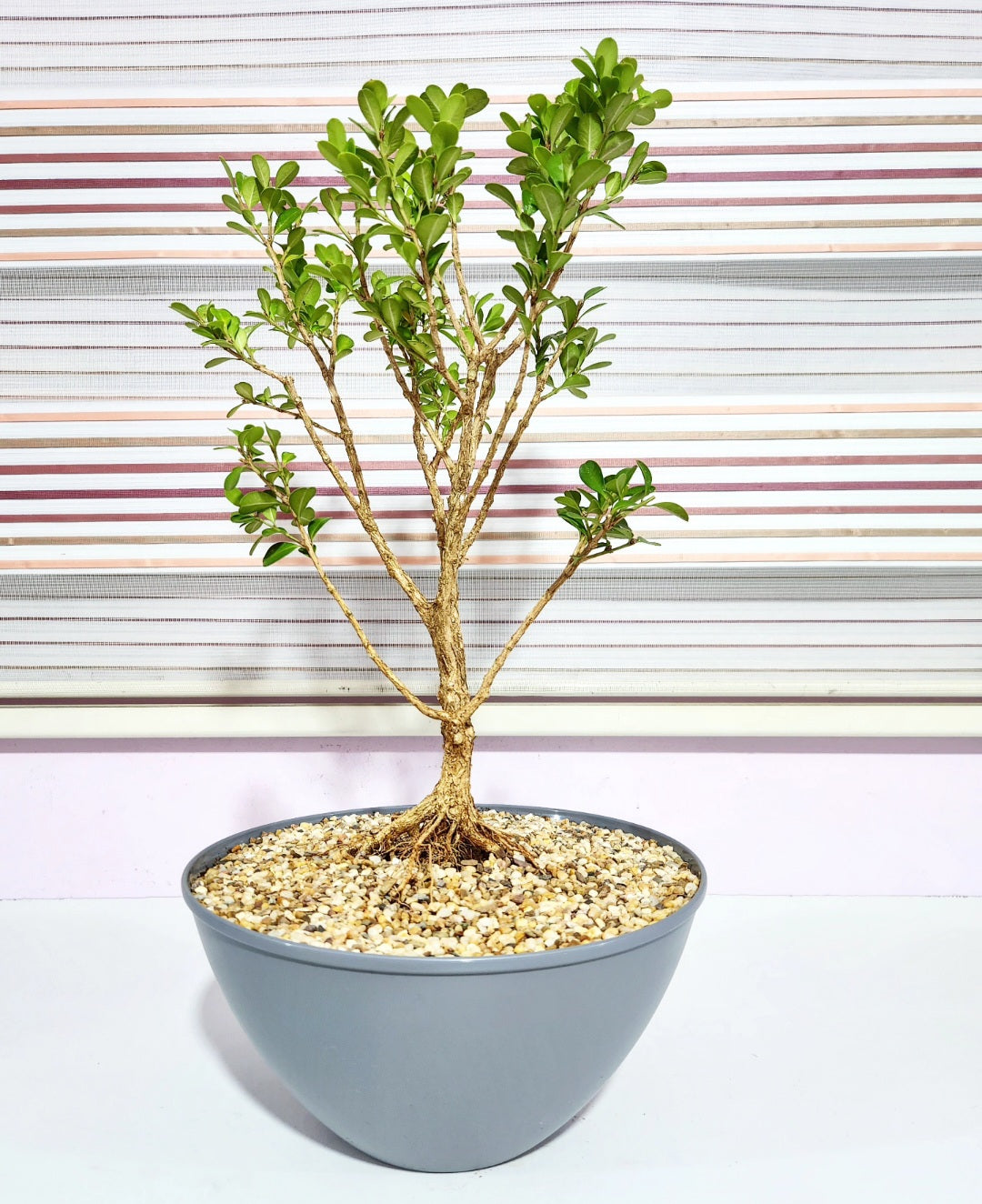 Bonsaï buxus (buis)
