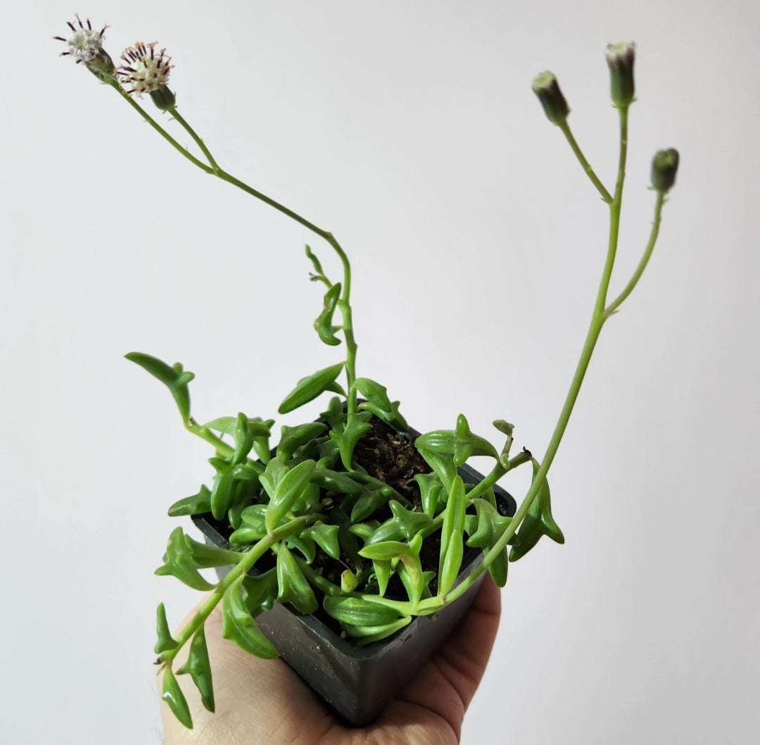 Senecio peregrinus