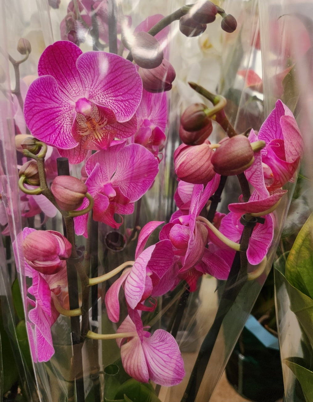 Phalaenopsis orchid