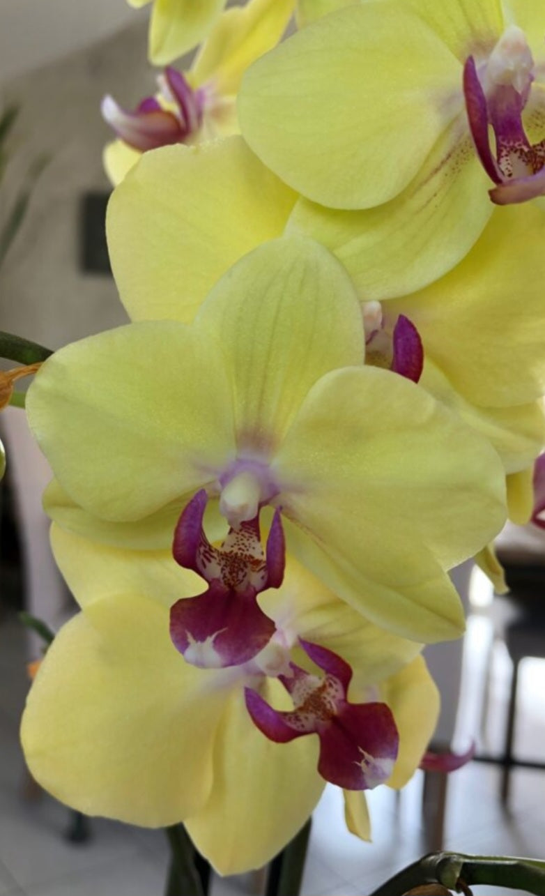 Phalaenopsis orchid