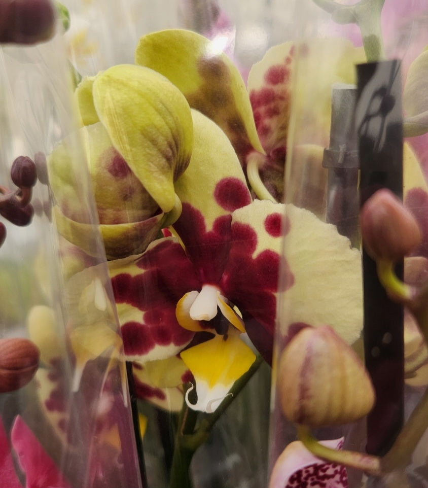 Phalaenopsis orchid