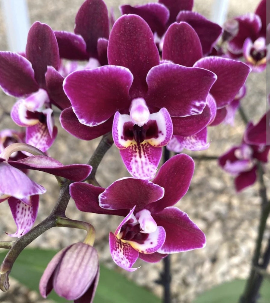 Phalaenopsis orchid