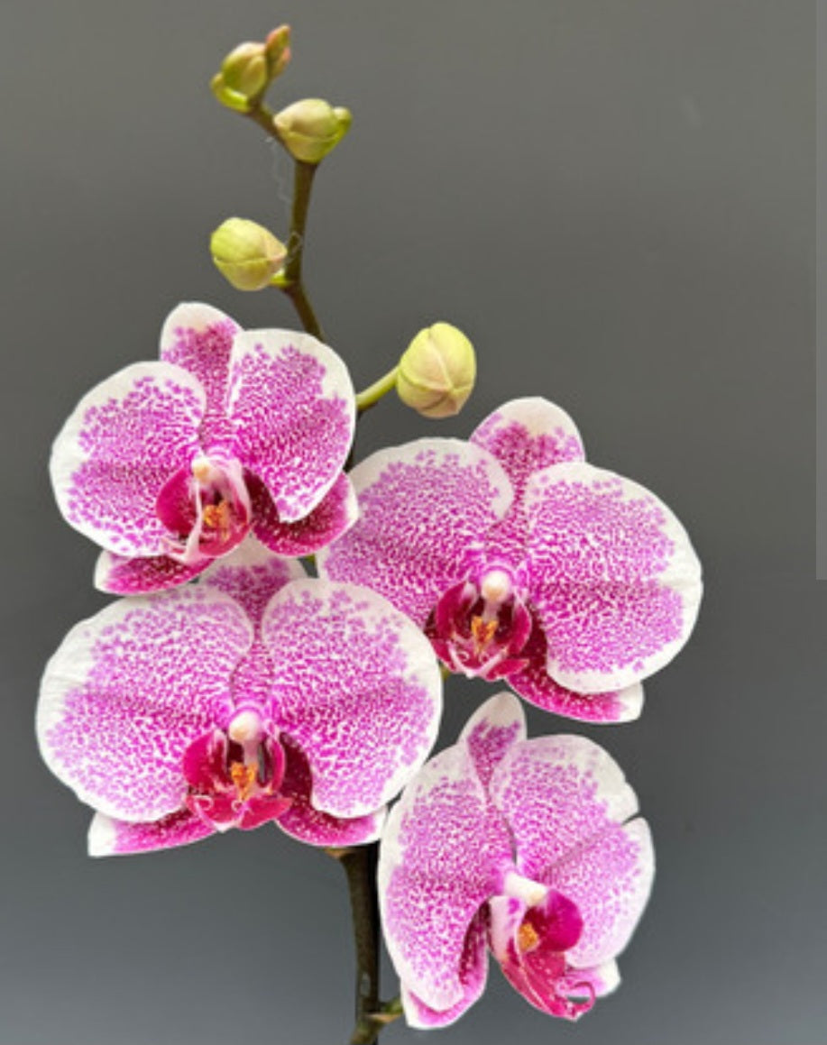 Phalaenopsis orchid