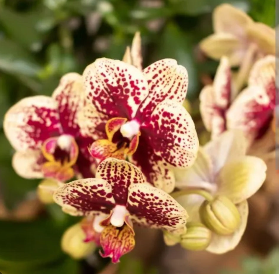 Phalaenopsis orchid