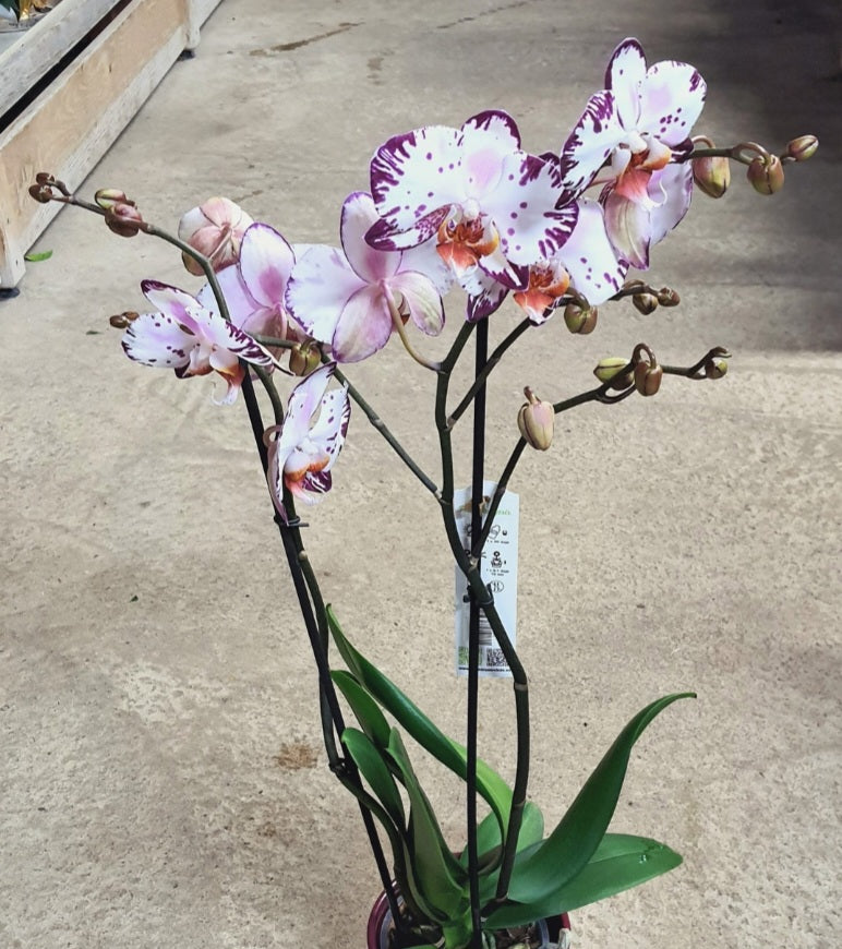 Phalaenopsis orchid