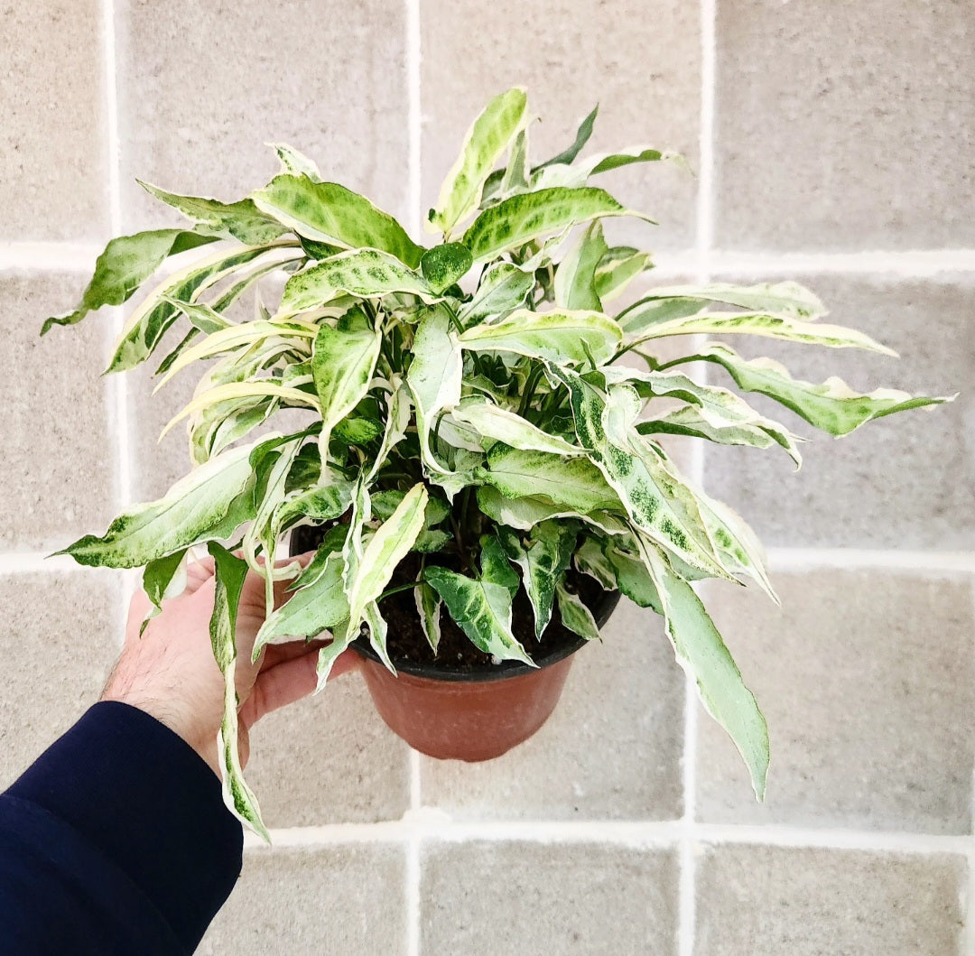 Syngonium