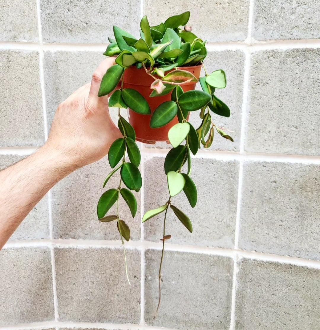 Hoya burtoniae variegata