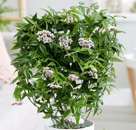 Hoya bella