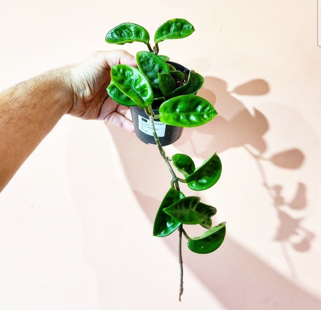 Hoya carnosa krinkle