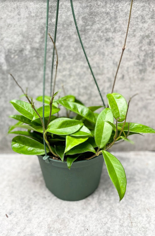 Hoya carnosa jade