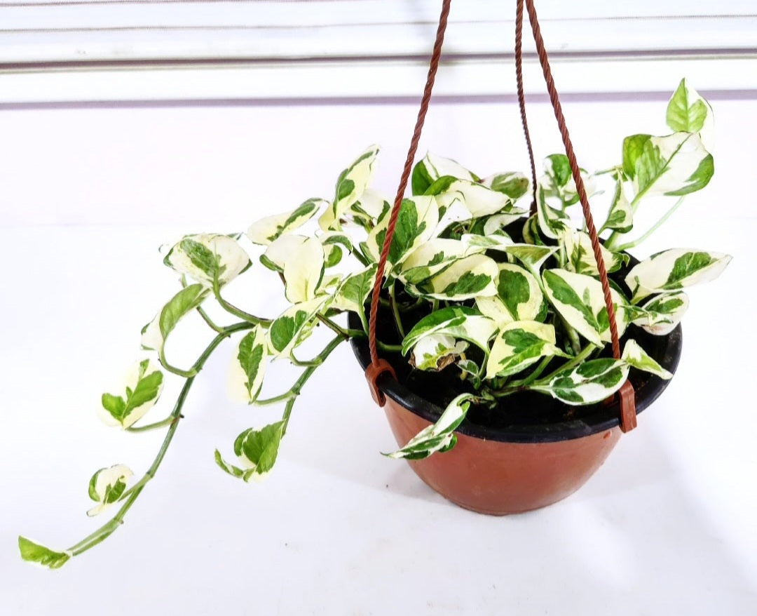 Pothos N Joy