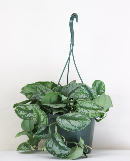 Scindapsus exotica