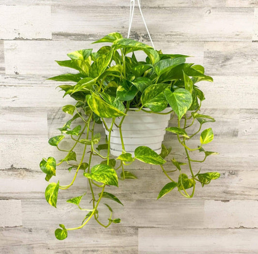 Pothos golden