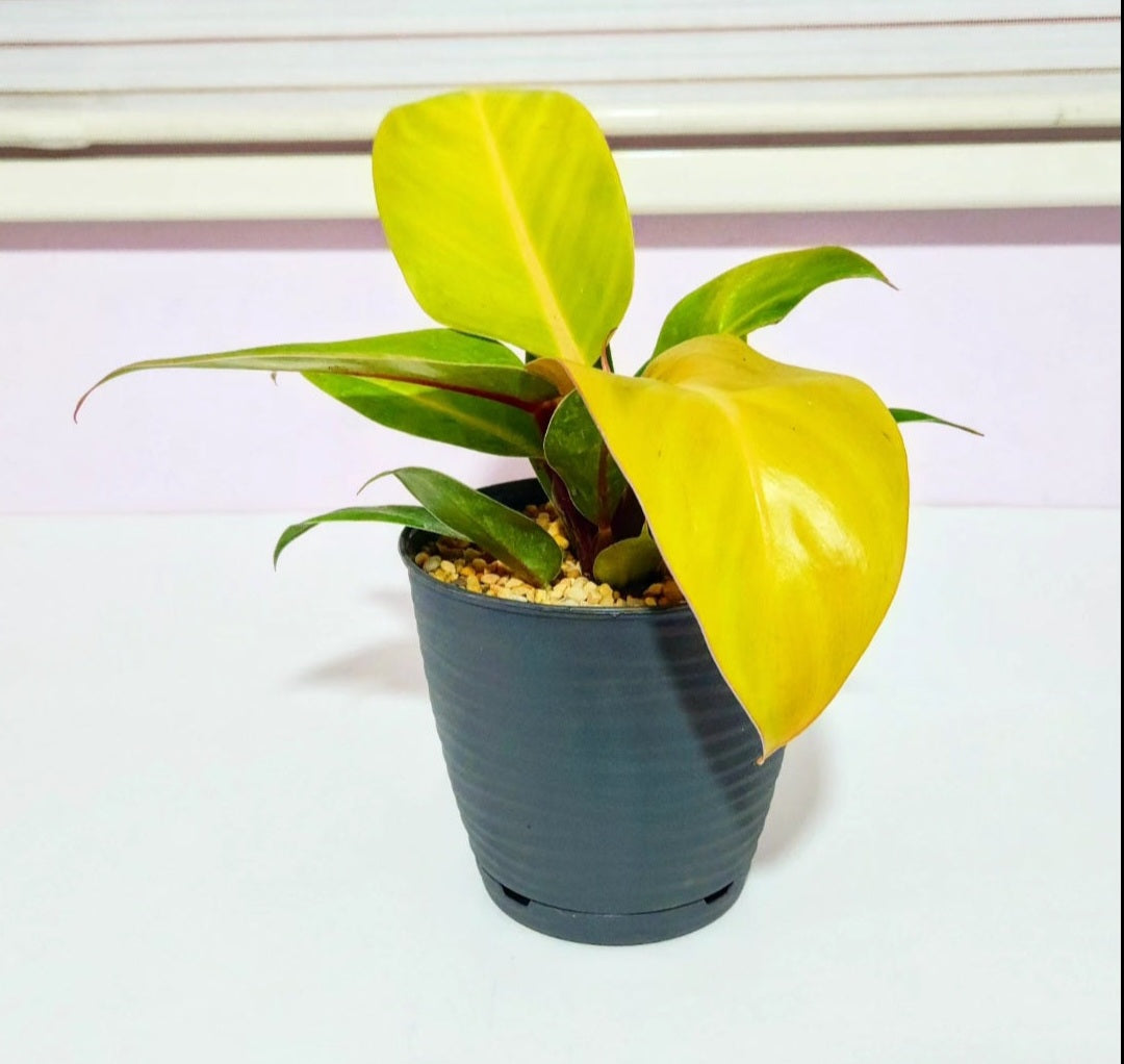 Philodendron prince of orange