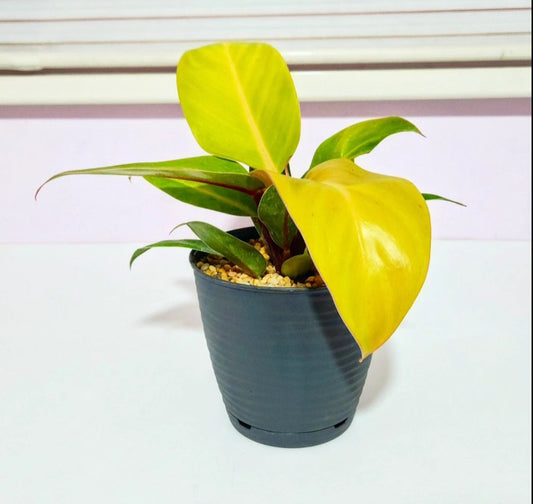 Philodendron prince of orange