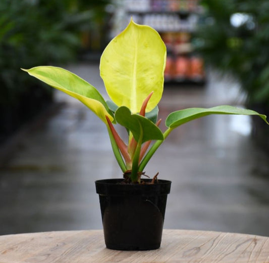 Philodendron golden