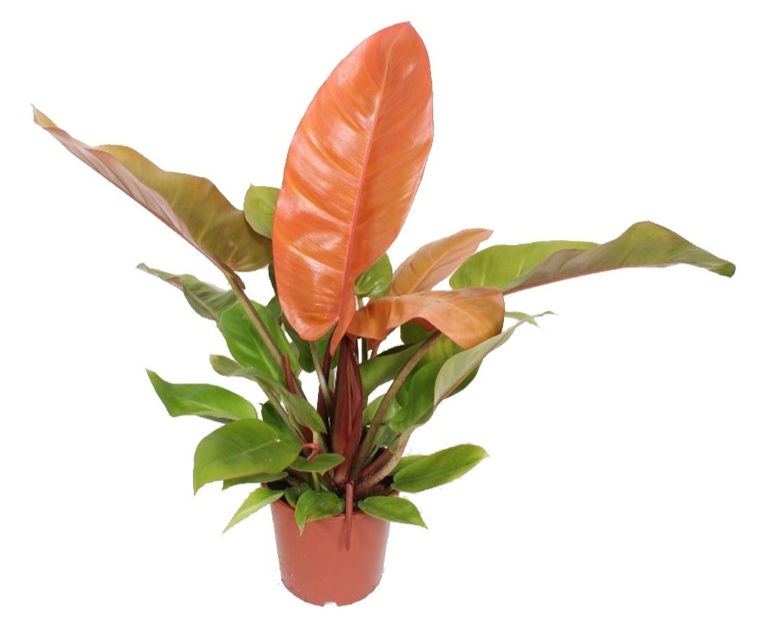 Philodendron prince of orange