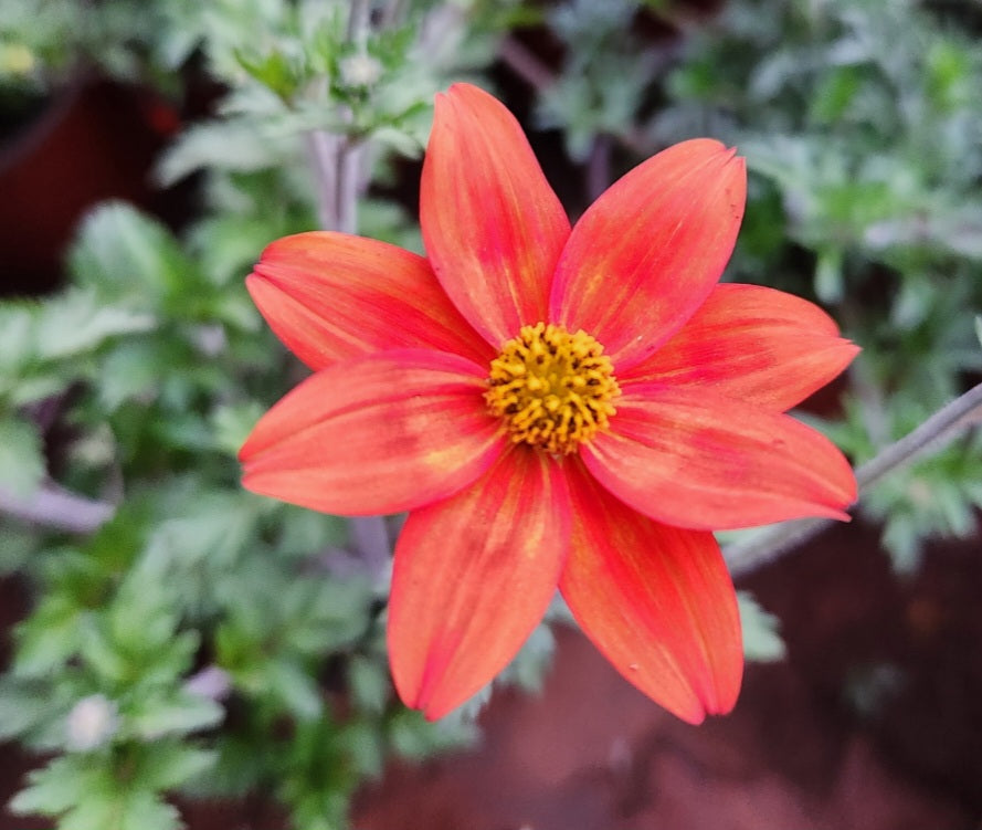 Bidens