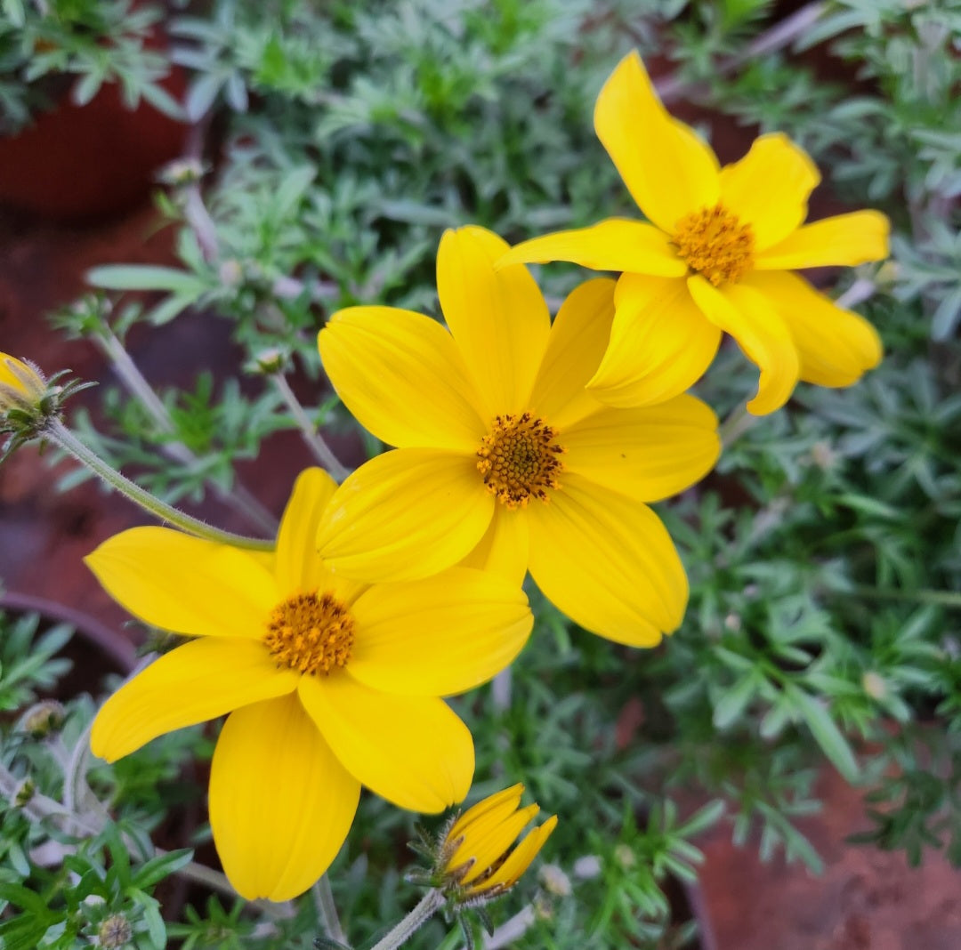 Bidens