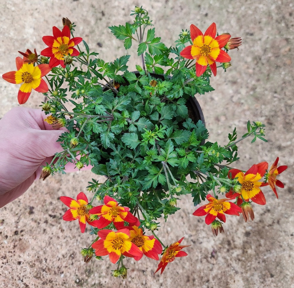 Bidens